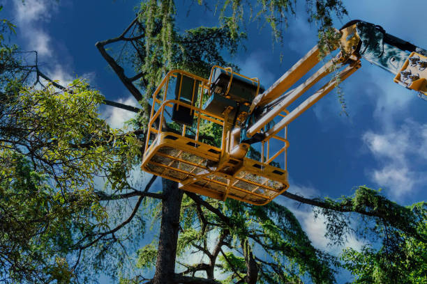 How Our Tree Care Process Works  in Westover, AL